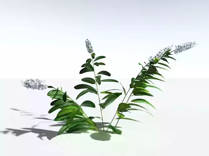 EVERYPlant Native Ginger LowPoly Low-poly 3D model