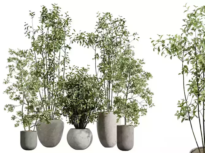 AV Indoor Plants Set 385 Olive Eucalyptus and Arbequina Olive