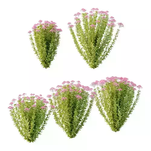 Spirea Japonica Bush 06