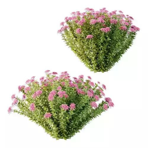 Spirea Japonica Bush 08