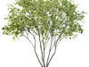 Excellent collection of Tree plants 17 Different Models 0012 _9