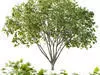 Excellent collection of Tree plants 17 Different Models 0012 _8