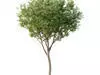 Excellent collection of Tree plants 17 Different Models 0012 _15
