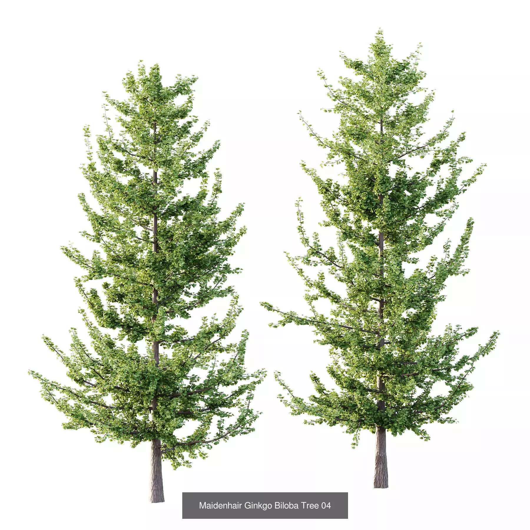 Excellent collection of Tree plants 17 Different Models 0012 _4