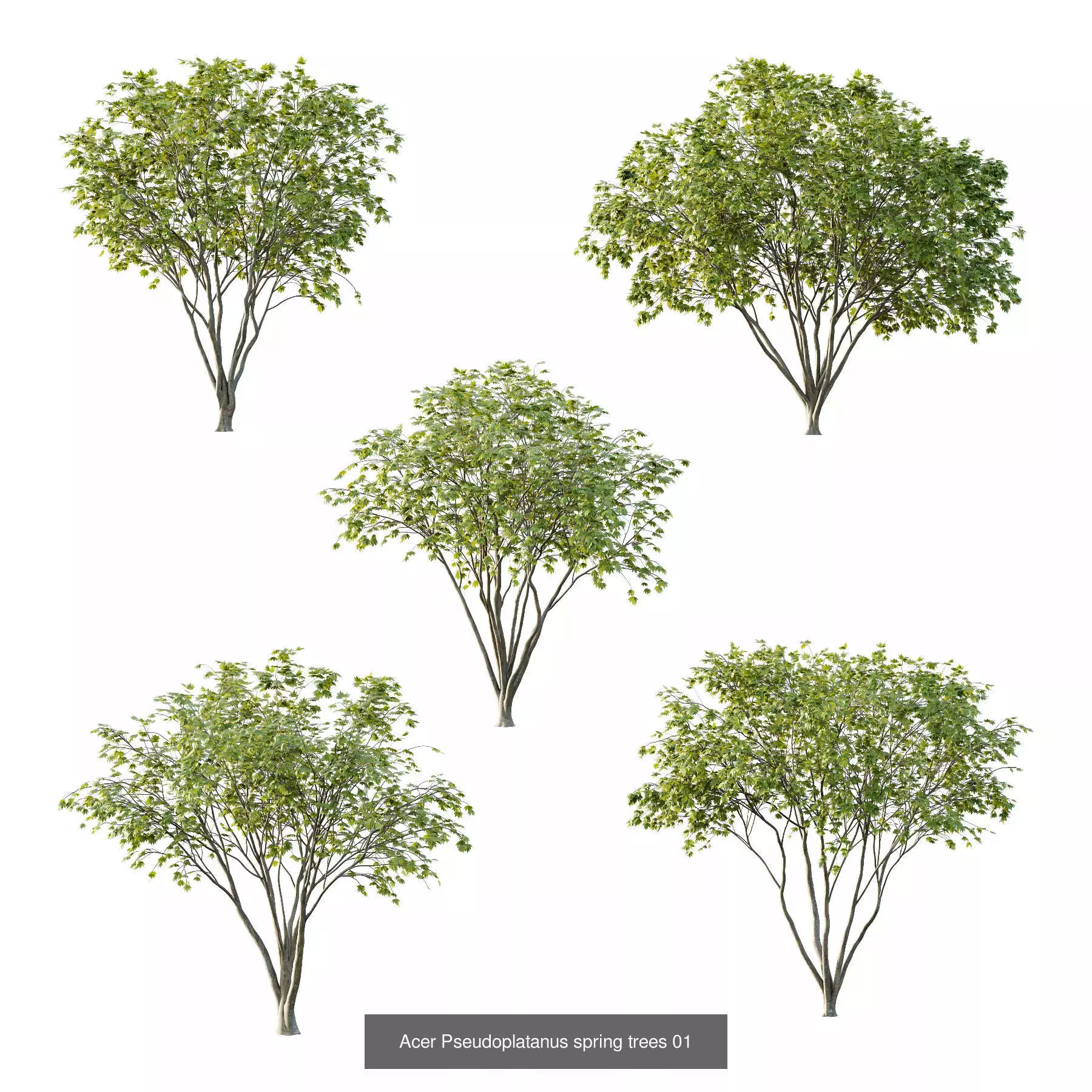 Excellent collection of Tree plants 17 Different Models 0012 _5