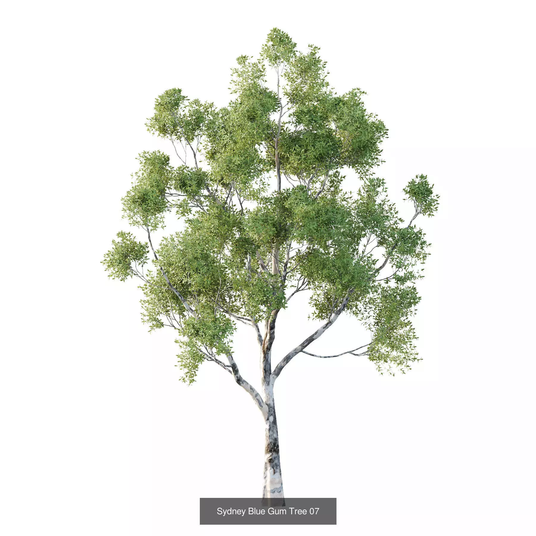 Excellent collection of Tree plants 17 Different Models 0012 _6