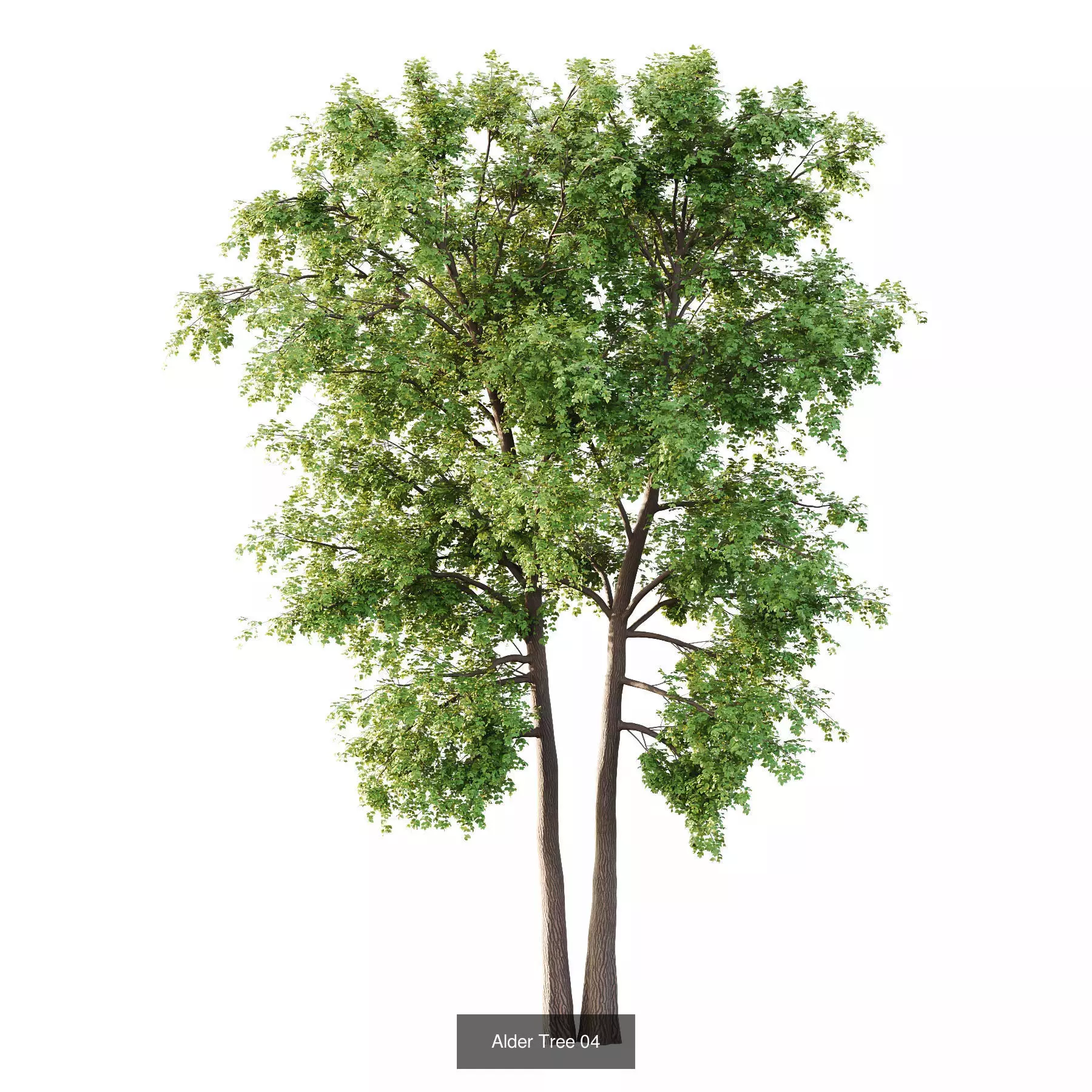 Excellent collection of Tree plants 17 Different Models 0012 _7