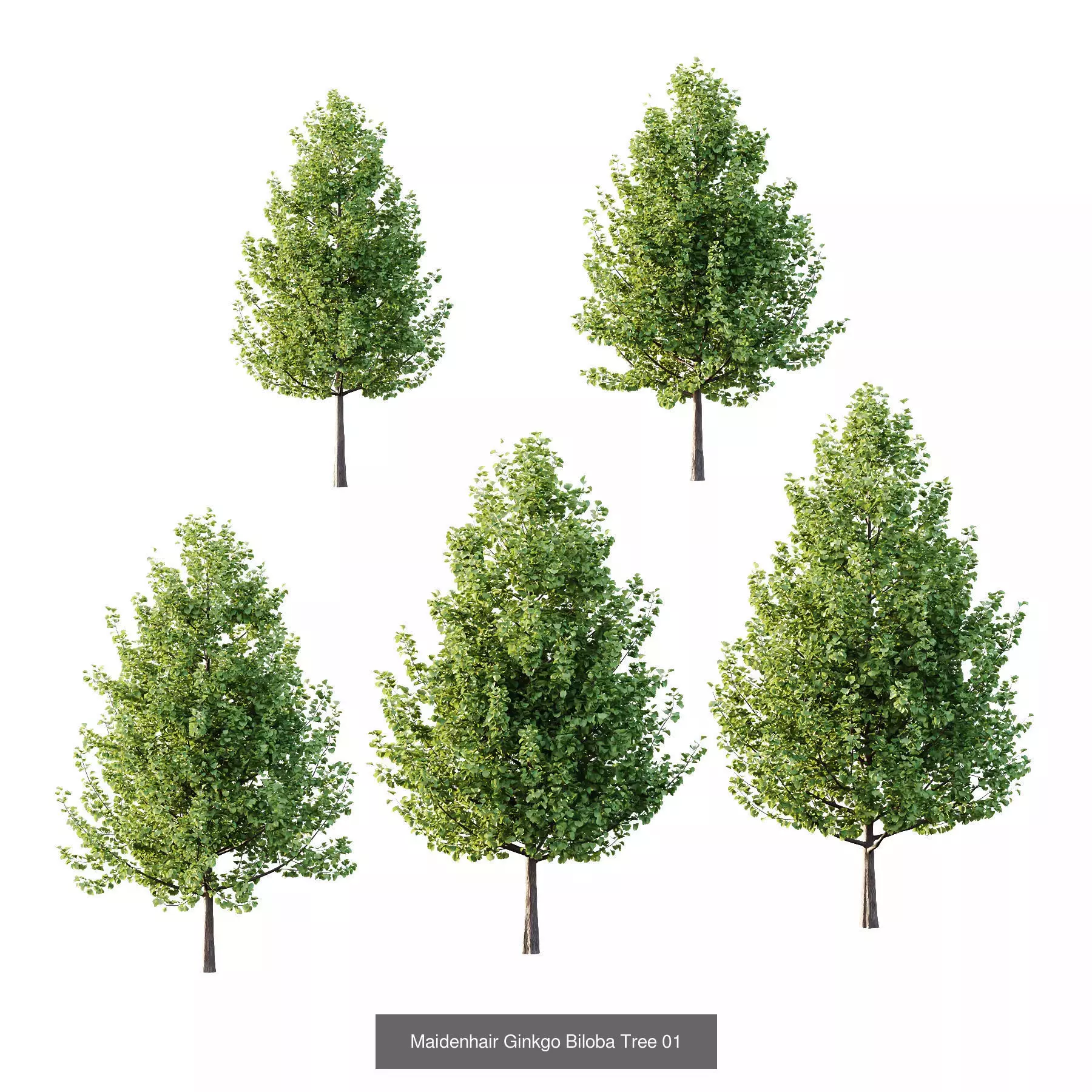 Excellent collection of Tree plants 17 Different Models 0012 _3