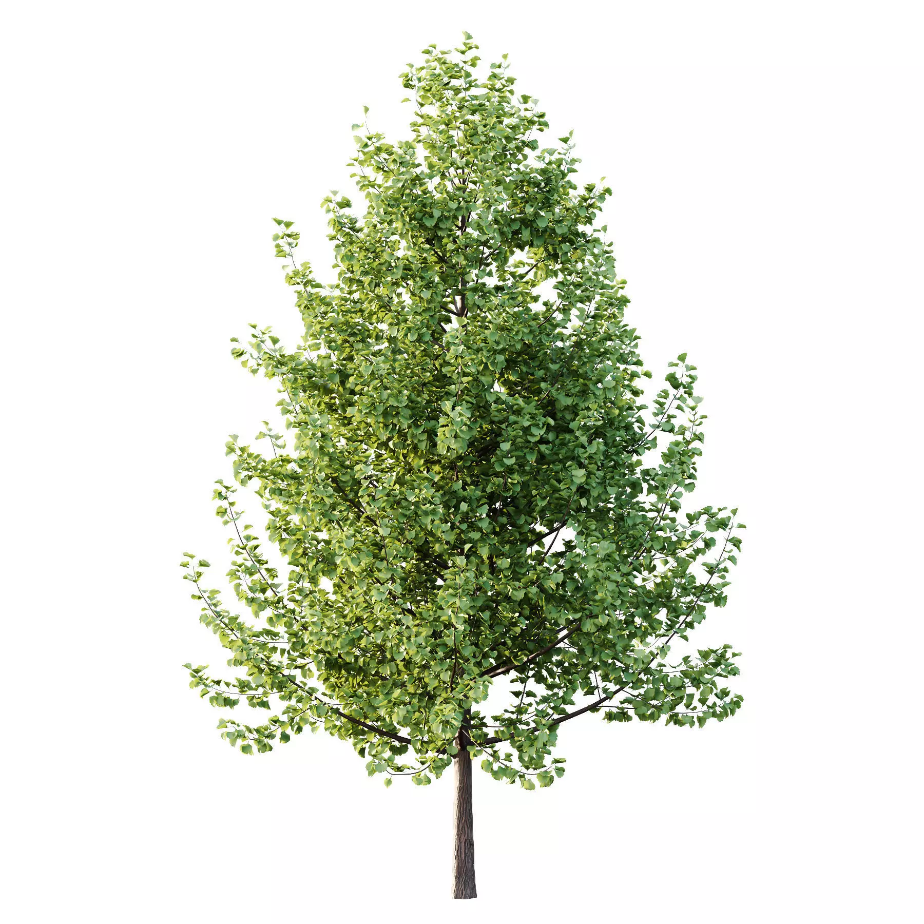 Excellent collection of Tree plants 17 Different Models 0012 _11