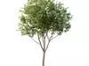 Excellent collection of Tree plants 17 Different Models 0012 _14