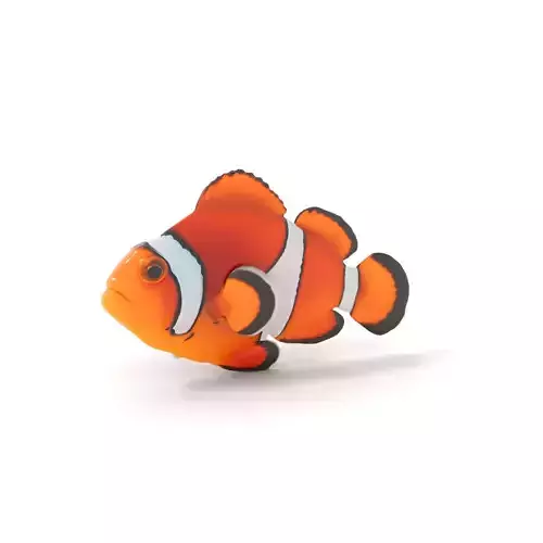 Vibrant Clownfish model pack Low-poly 3D model
