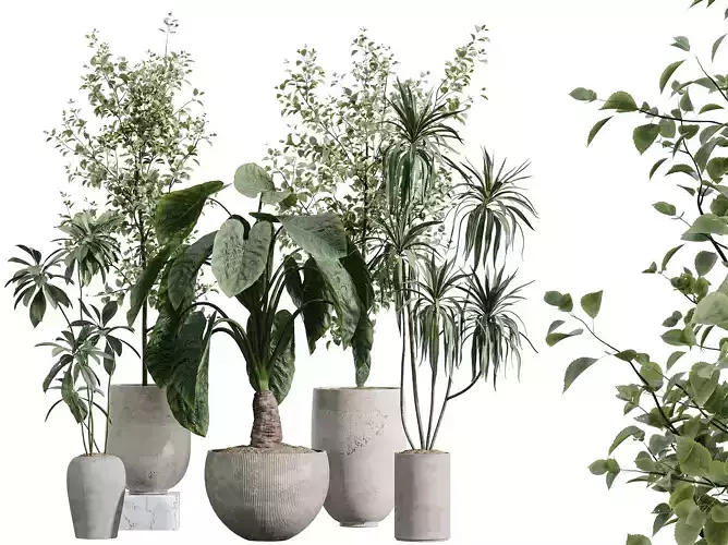 AV Indoor Plants Set 386 Lemon Ficus Cunjevoi Olive Eucalyptus