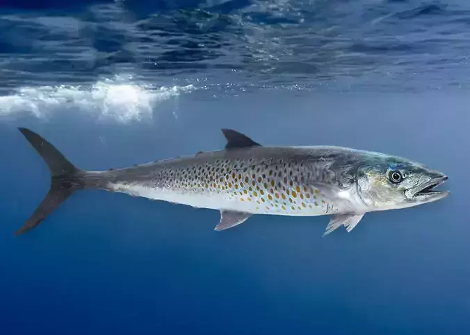 Spanish Mackerels Fish Animated