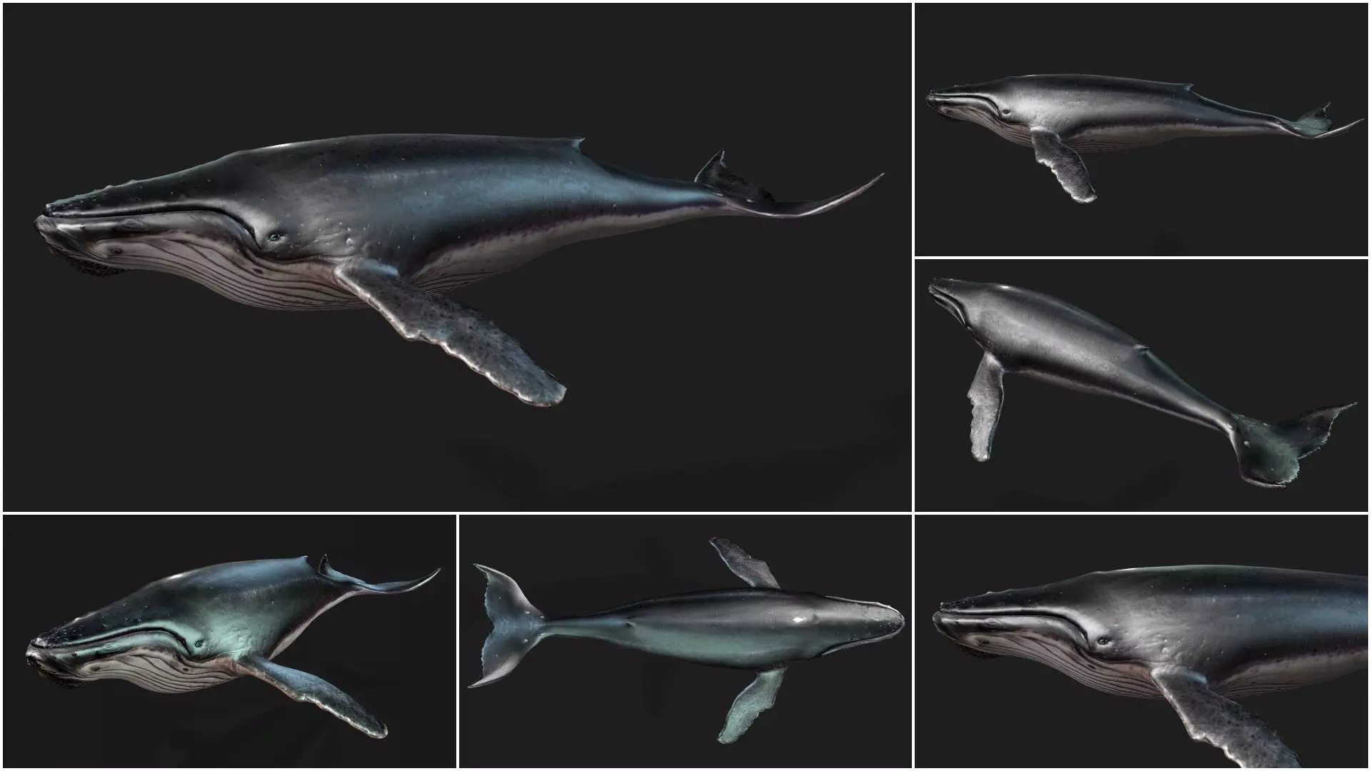 Pack-06 UnderWater 3D model_44