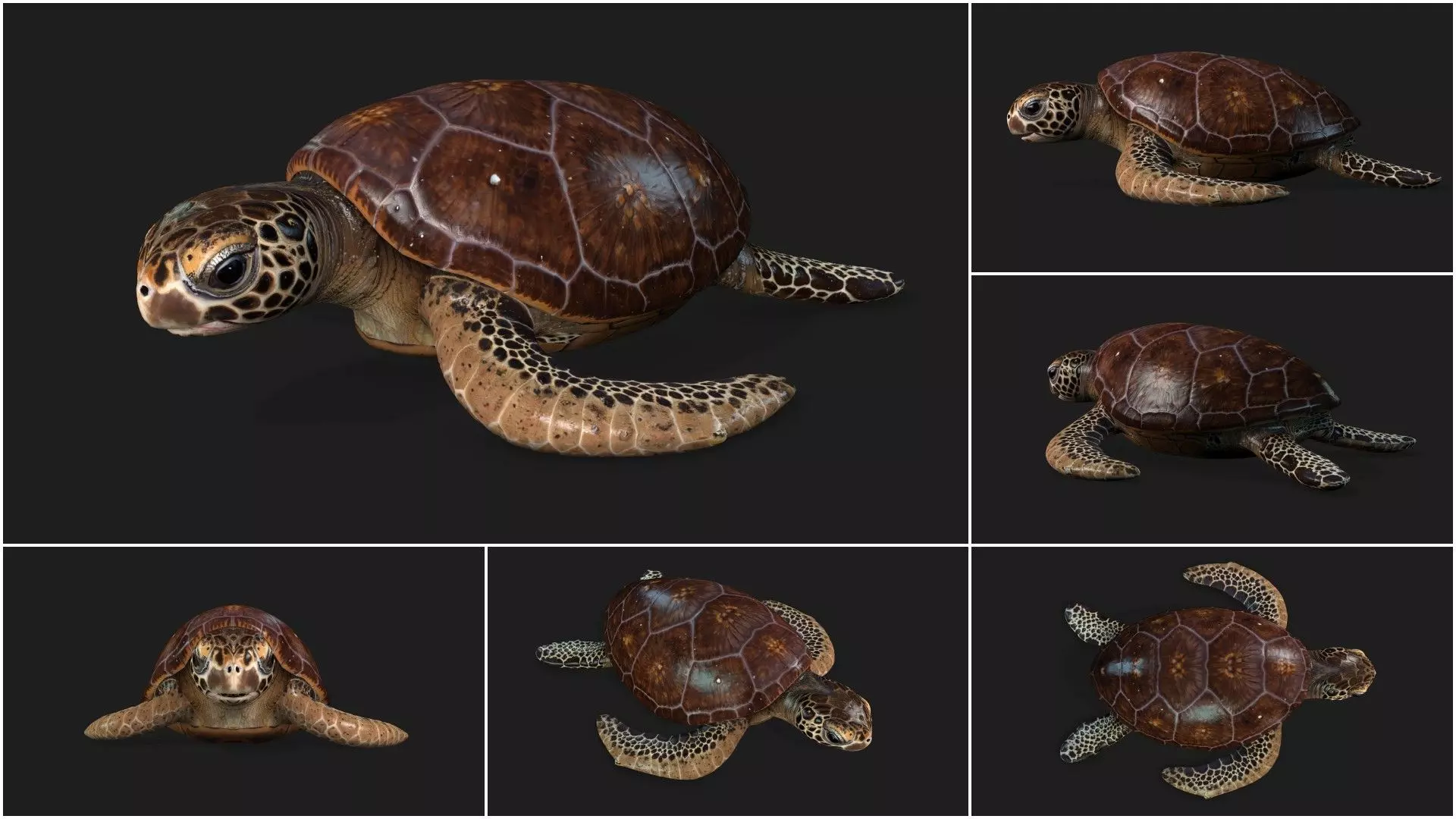 Pack-06 UnderWater 3D model_58