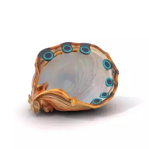 Peacock Shell Ornament model pack Low-poly 3D model