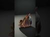 Peacock Shell Ornament model pack Low-poly 3D model_2