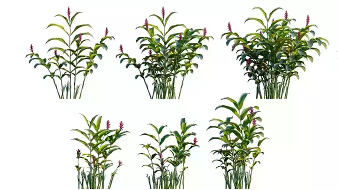 Alpinia purpurata - Red Ginger - Ostrich Plume Low-poly 3D model