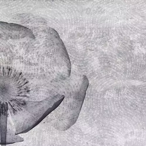 Monochrome Poppy on Concrete Wallpaper Texture 