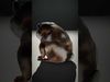Exquisite Creatures Collection _29