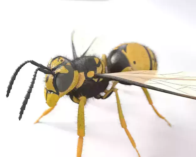 Wasp insect