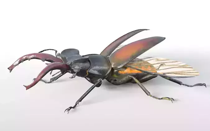 Stag Beetle insect