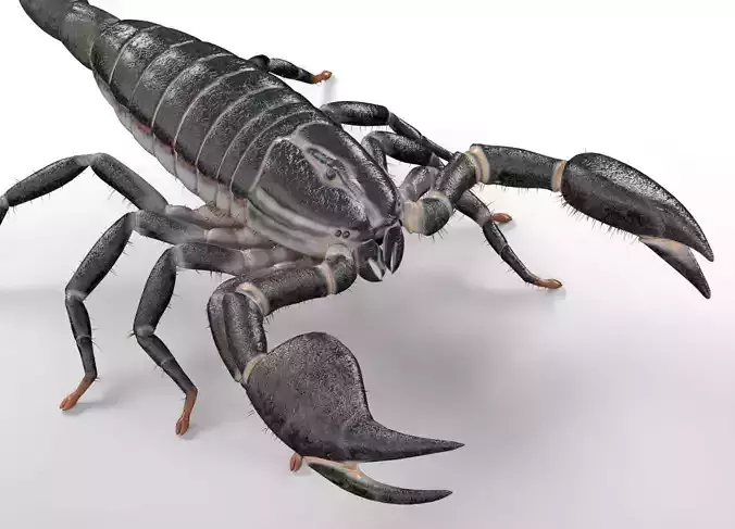 Scorpion insect
