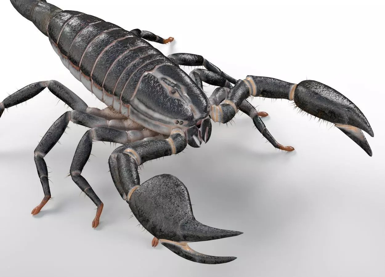 Scorpion insect Low-poly 3D model_0