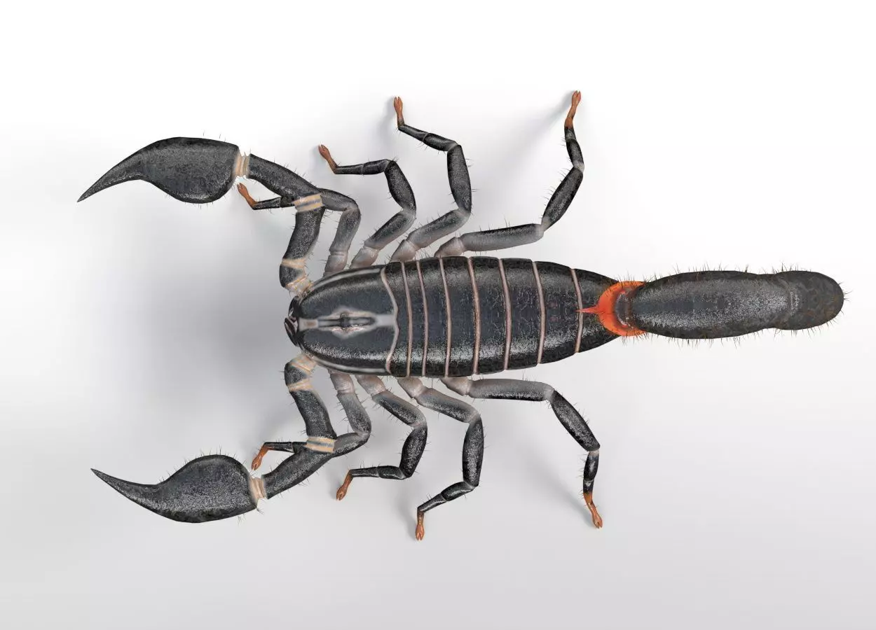 Scorpion insect Low-poly 3D model_6