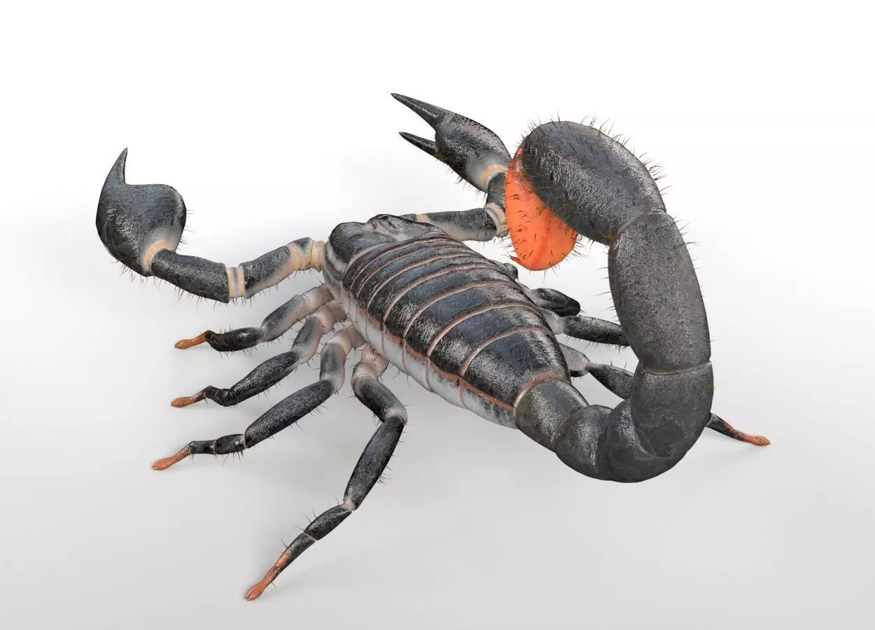Scorpion insect Low-poly 3D model_7