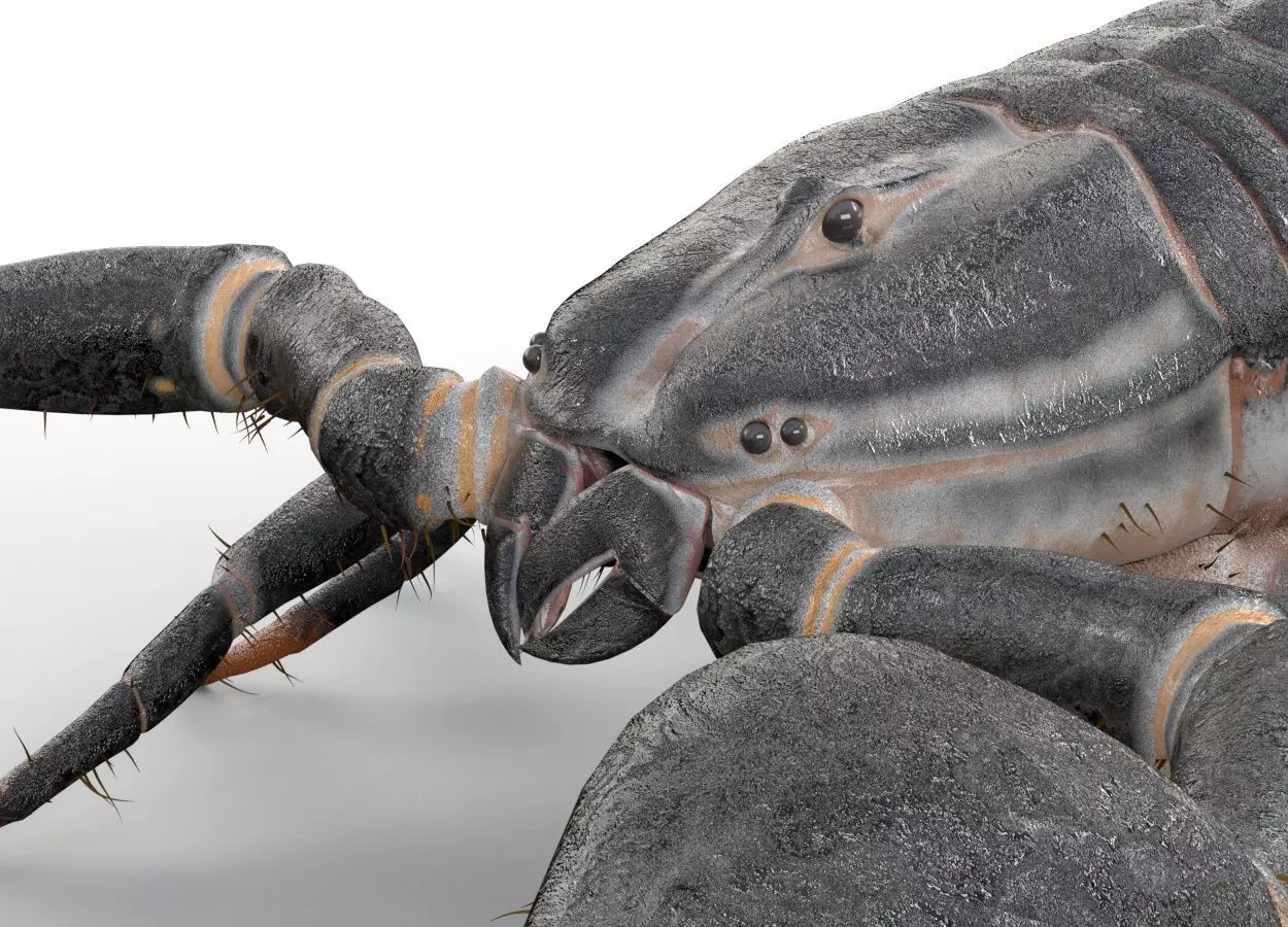 Scorpion insect Low-poly 3D model_5