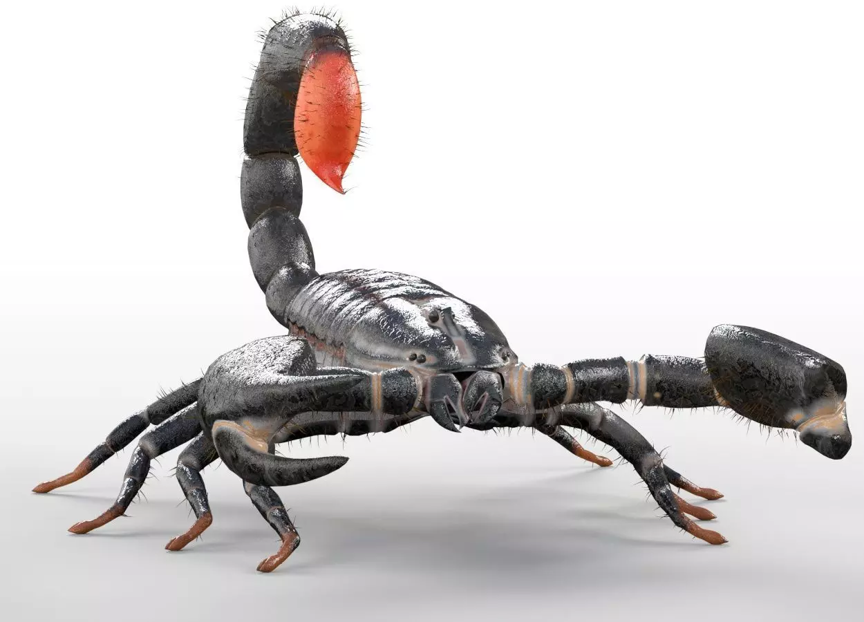 Scorpion insect Low-poly 3D model_2