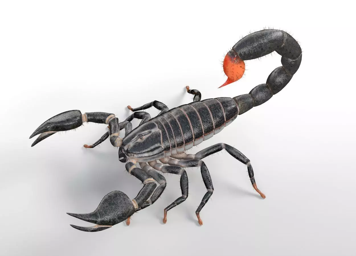 Scorpion insect Low-poly 3D model_3