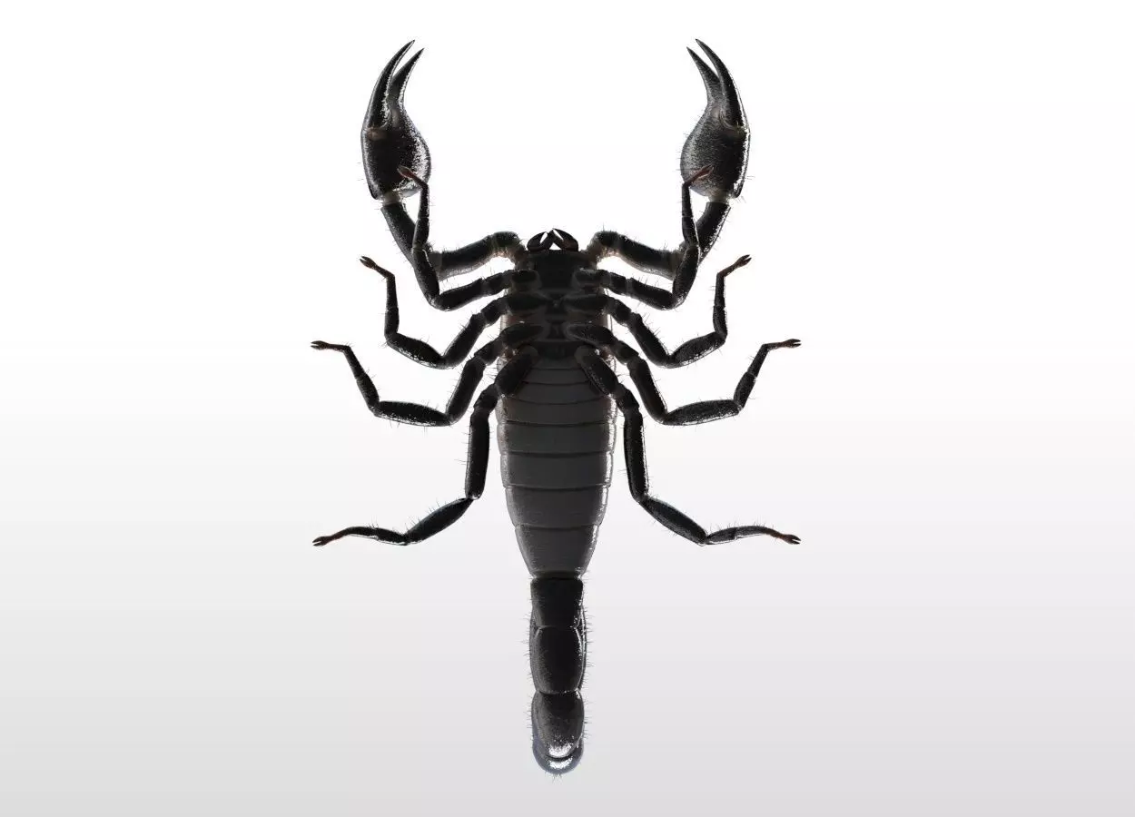 Scorpion insect Low-poly 3D model_4