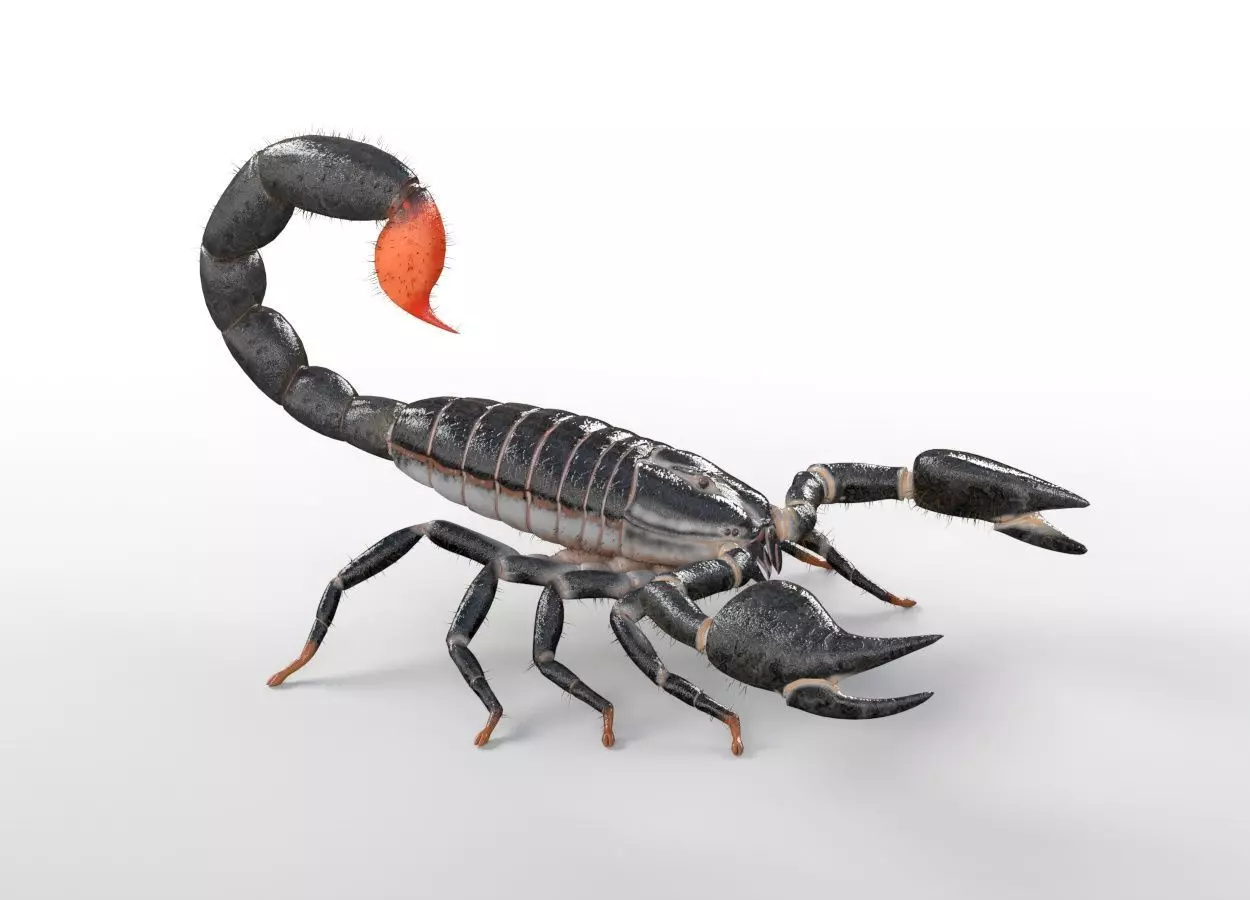 Scorpion insect Low-poly 3D model_1