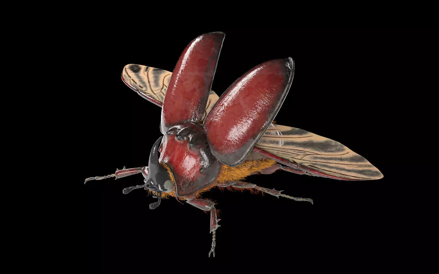 Rhino Beetle insect Low-poly 3D model_6