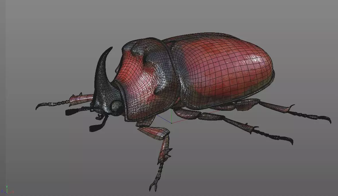 Rhino Beetle insect Low-poly 3D model_12