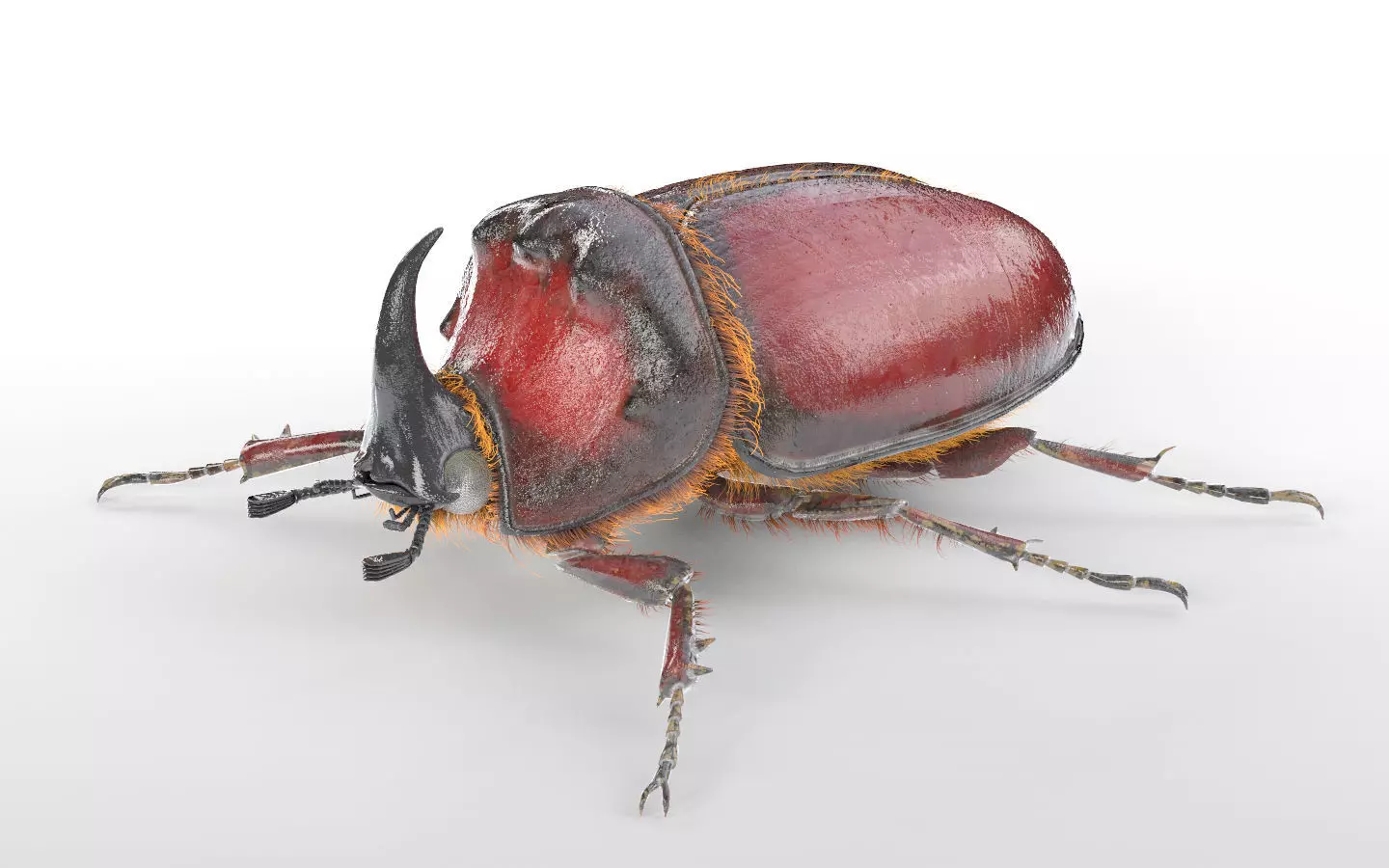 Rhino Beetle insect Low-poly 3D model_5