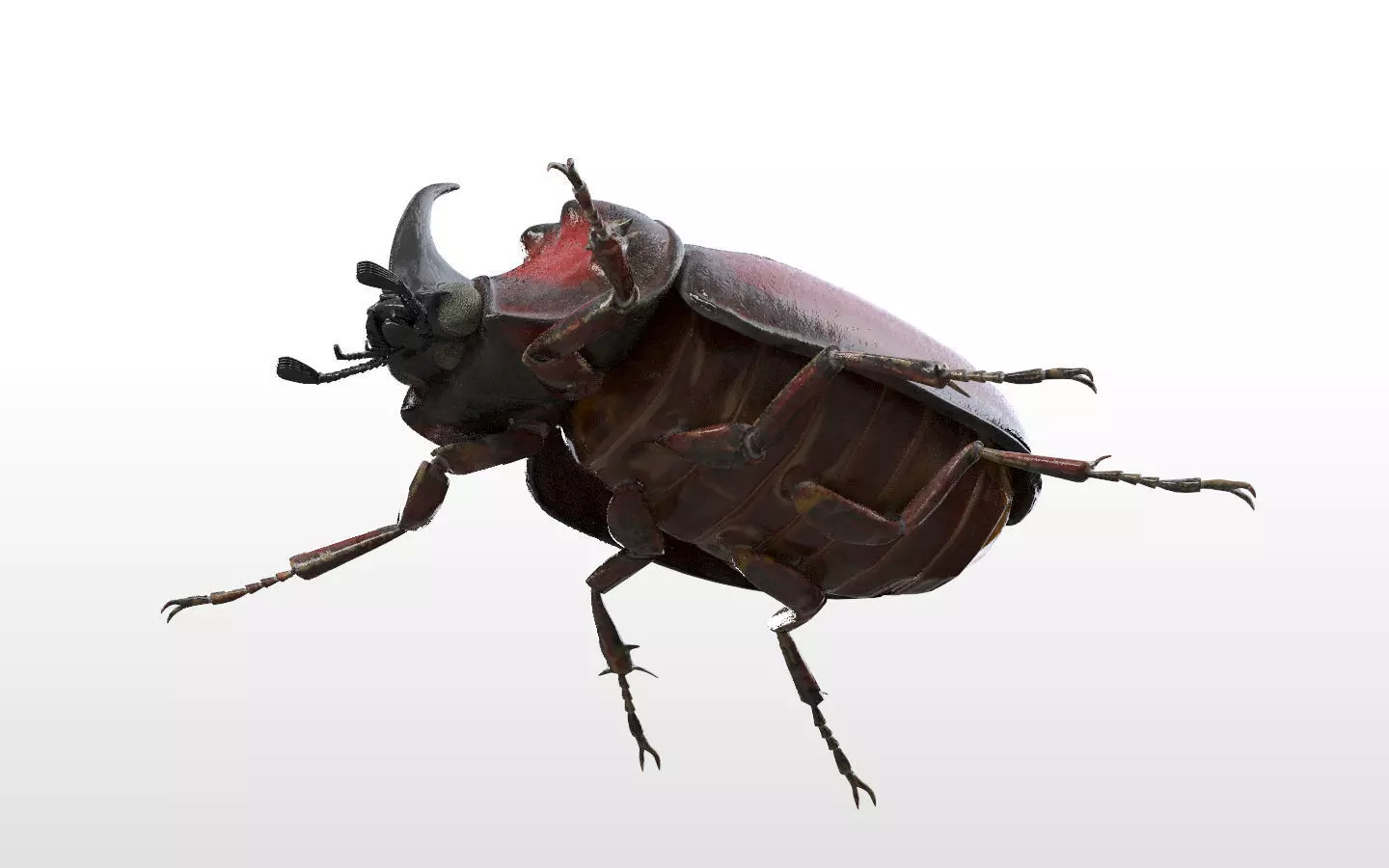 Rhino Beetle insect Low-poly 3D model_9