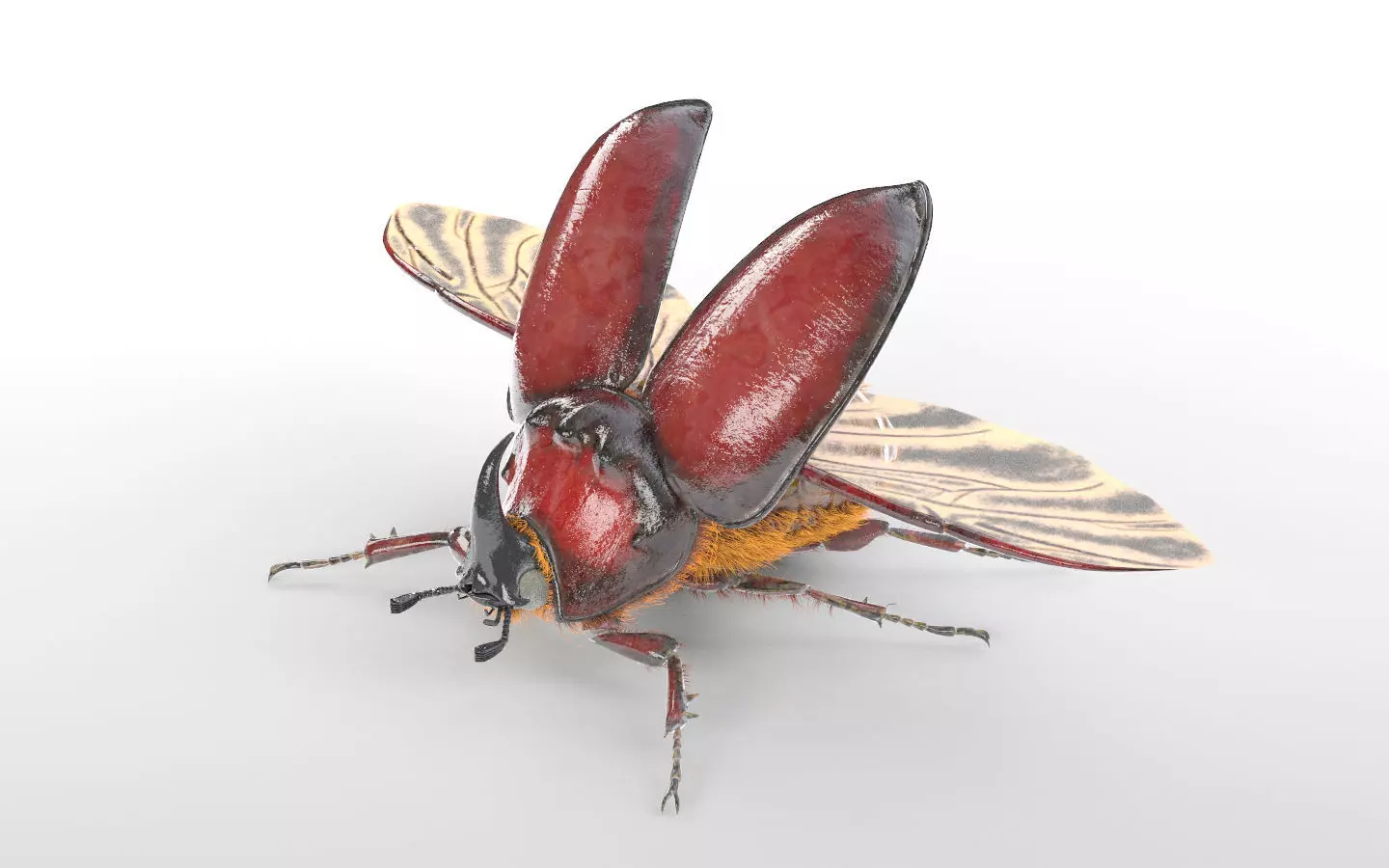 Rhino Beetle insect Low-poly 3D model_3
