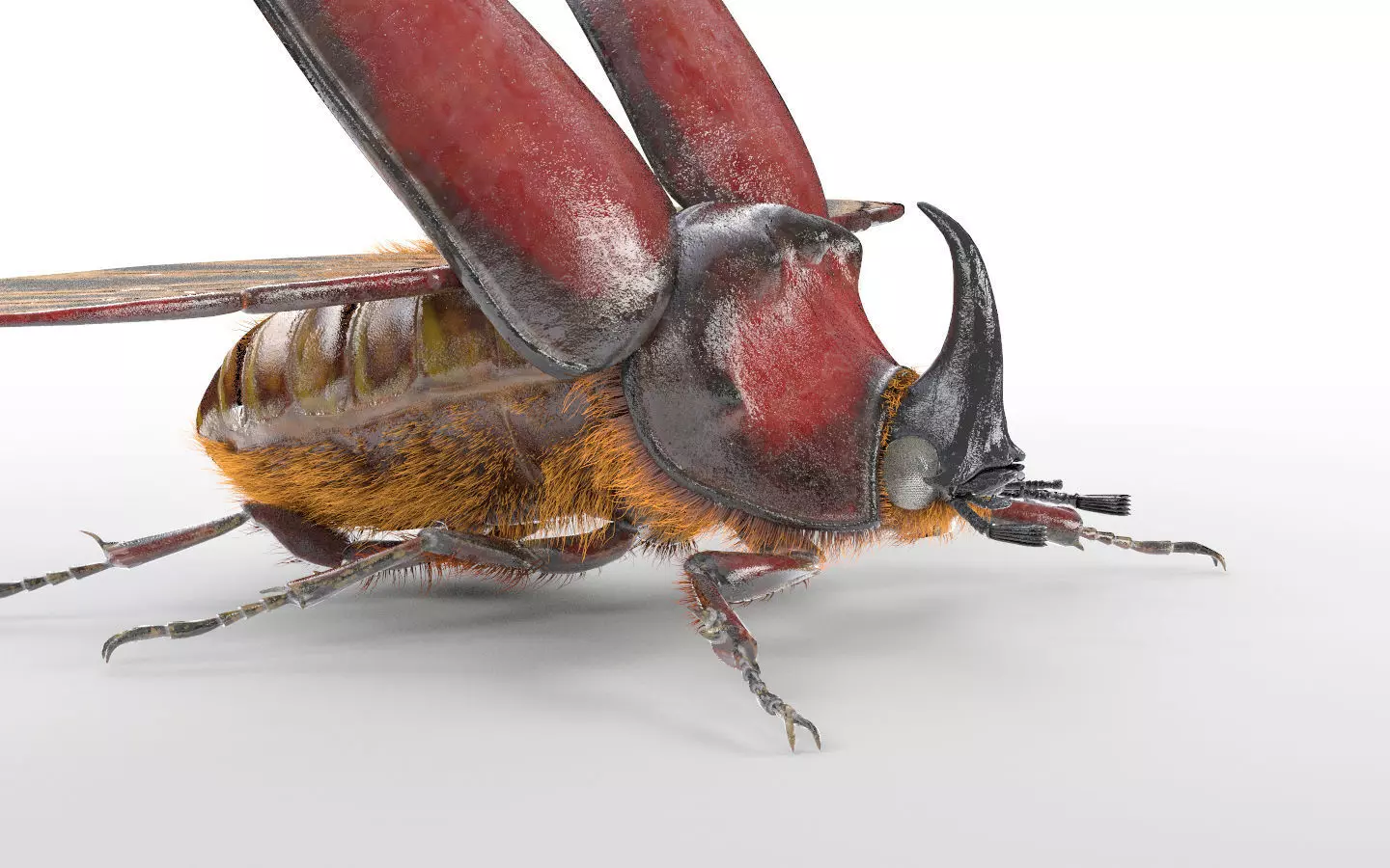 Rhino Beetle insect Low-poly 3D model_1