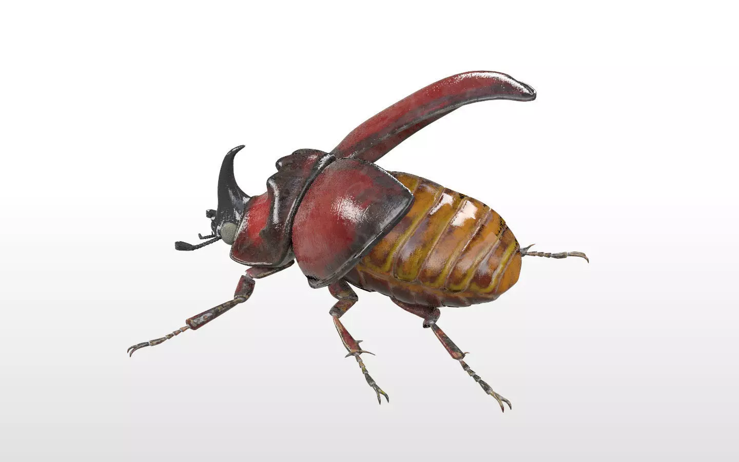Rhino Beetle insect Low-poly 3D model_11