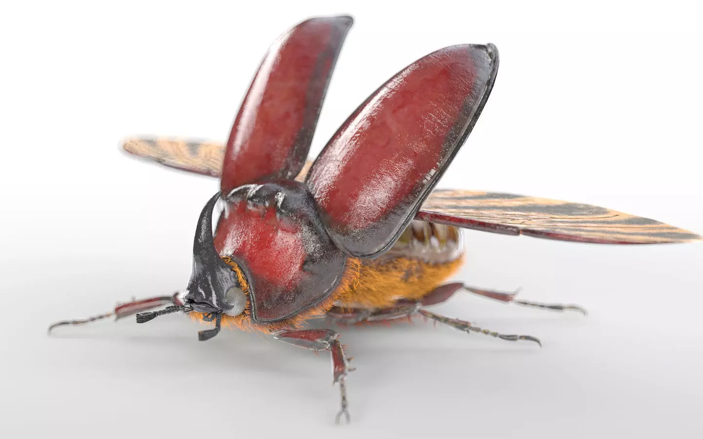 Rhino Beetle insect Low-poly 3D model_7