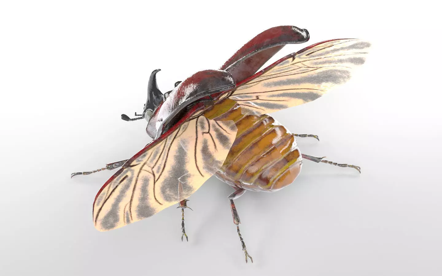 Rhino Beetle insect Low-poly 3D model_2