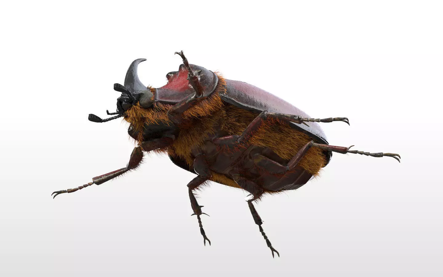 Rhino Beetle insect Low-poly 3D model_8