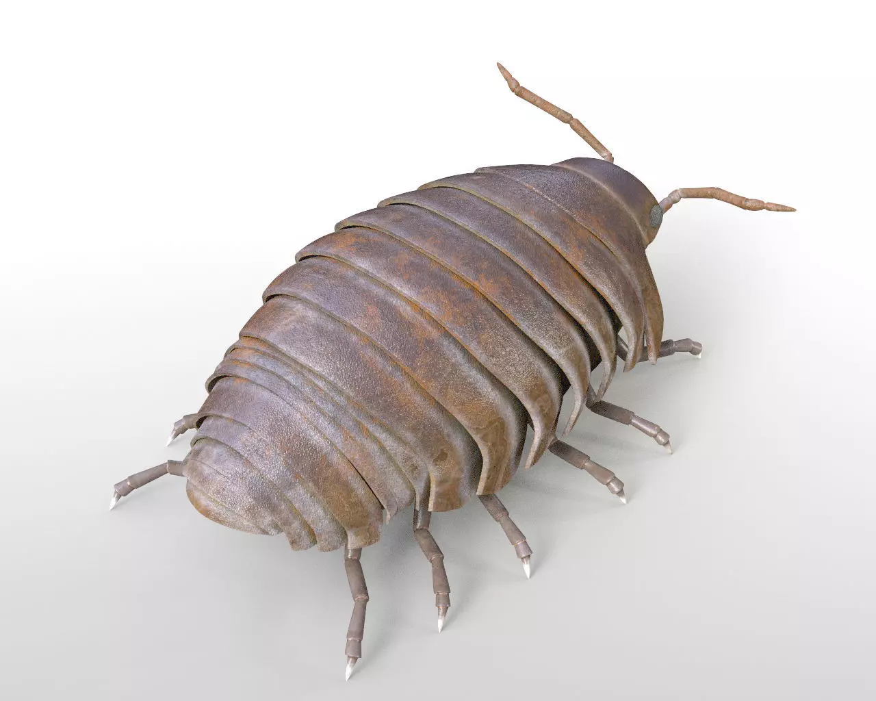 Pill bug insect Low-poly 3D model_3