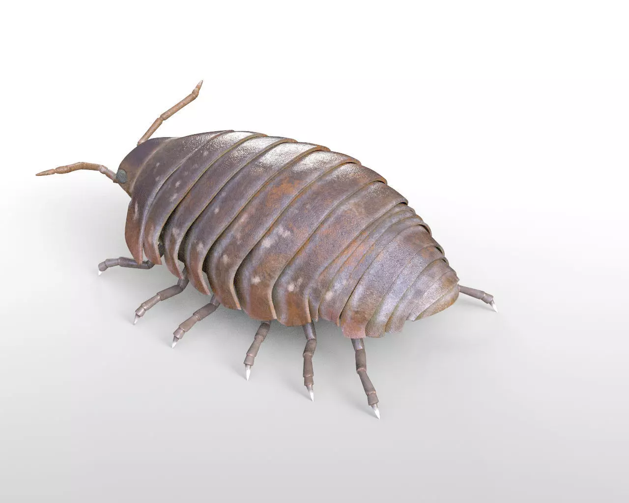 Pill bug insect Low-poly 3D model_4