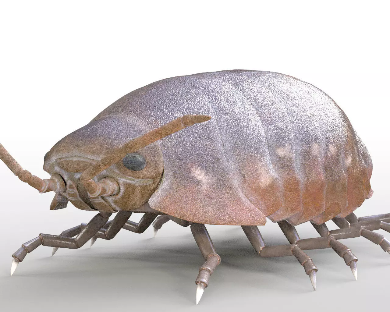 Pill bug insect Low-poly 3D model_8