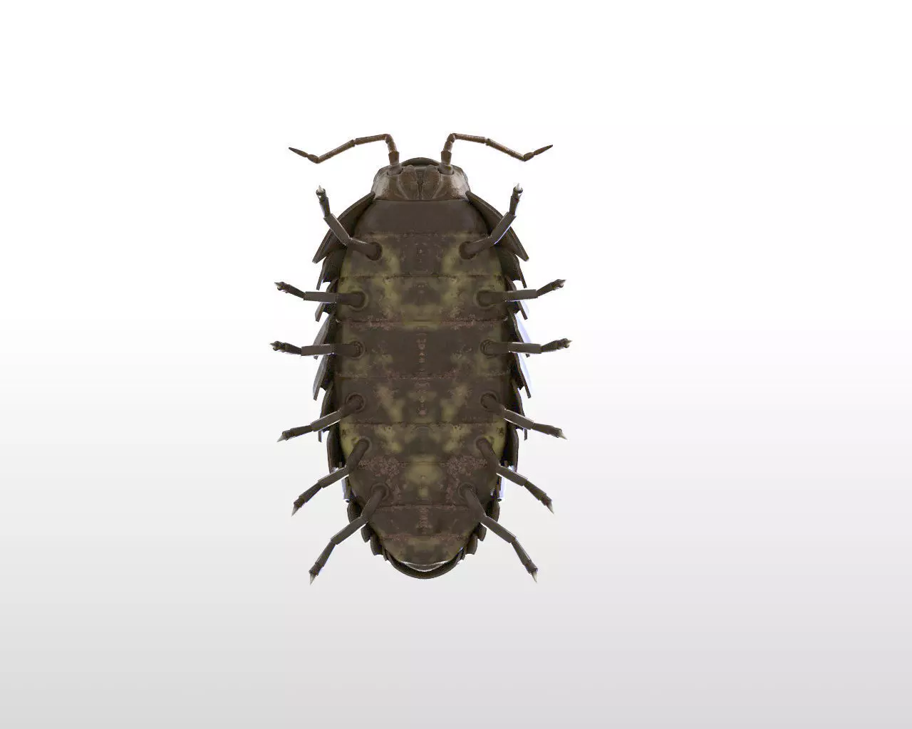 Pill bug insect Low-poly 3D model_9