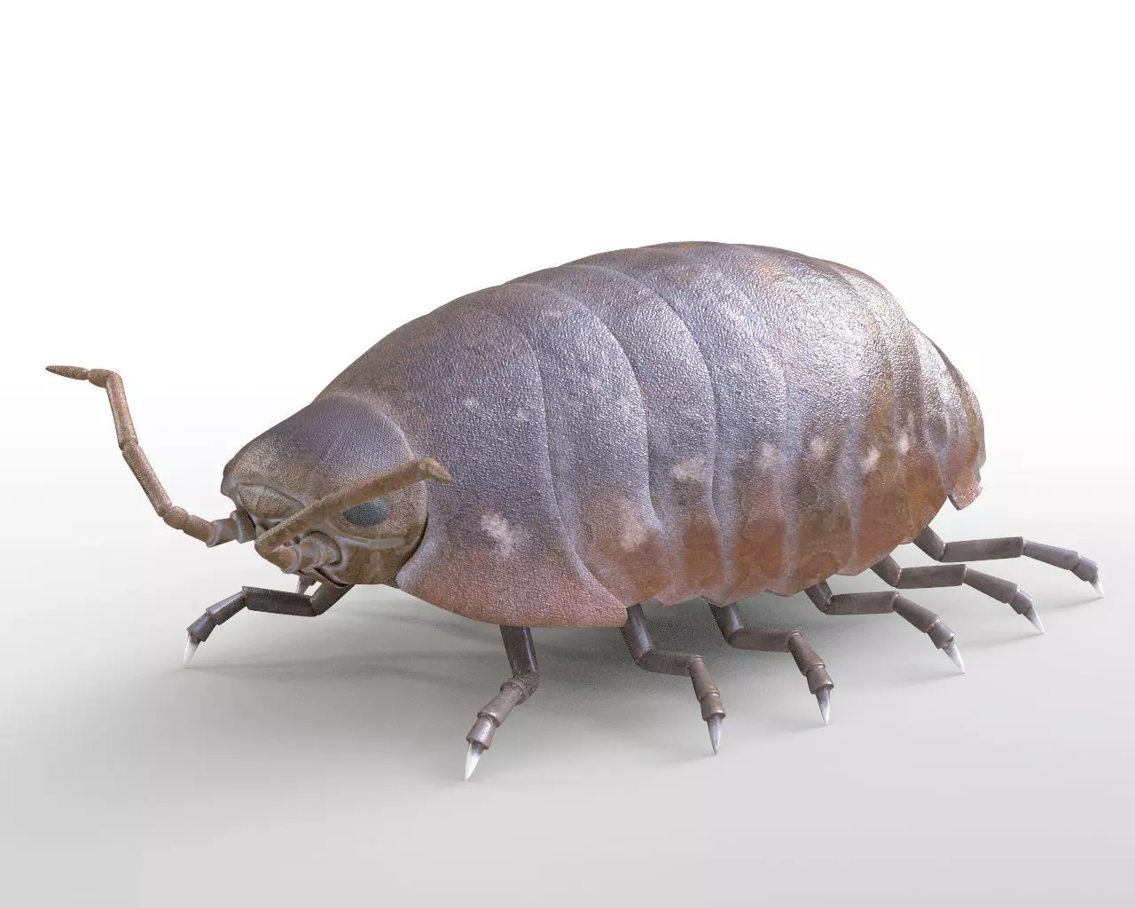 Pill bug insect Low-poly 3D model_2